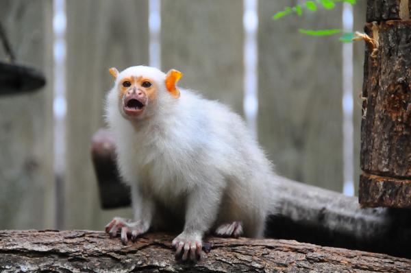 Marmoset -apinoiden tyypit - Mico -suku