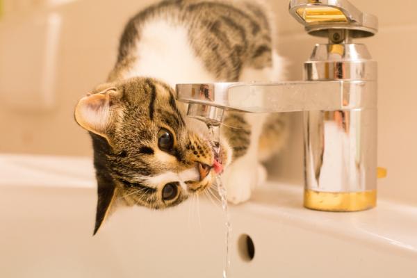5 vinkkiä kissojen suojaamiseksi kuumuudelta - 3. Varmista riittävä nesteytys