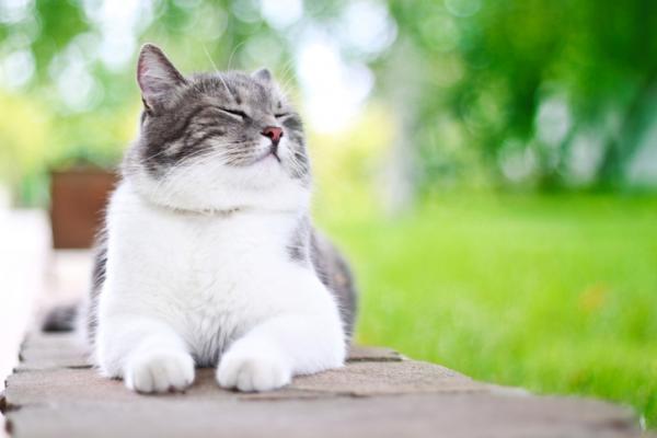 5 vinkkiä kissojen suojaamiseksi kuumuudelta - 1. Lämpöhalvauksen estäminen