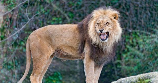 10 eläintä, jotka ovat pelastaneet ihmishenkiä - 4. Kolme leijonaa