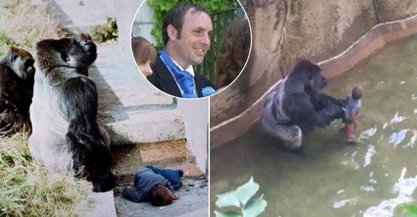 10 eläintä, jotka pelastivat ihmishenkiä - 2. Jambo, Jerseyn eläintarhan gorilla