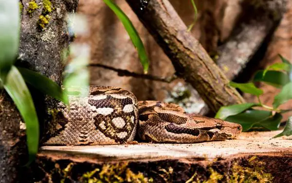Perun viidakon eläimistö - Anaconda