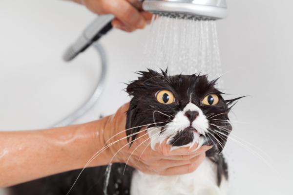 Miksi kissat vihaavat vettä?  - Entä jos haluan kylvää kissani?  Onko olemassa kissoja, jotka pitävät vedestä?