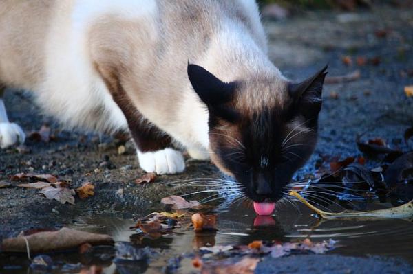 Miksi kissat vihaavat vettä?  - Tietämättömyys, joka aiheuttaa