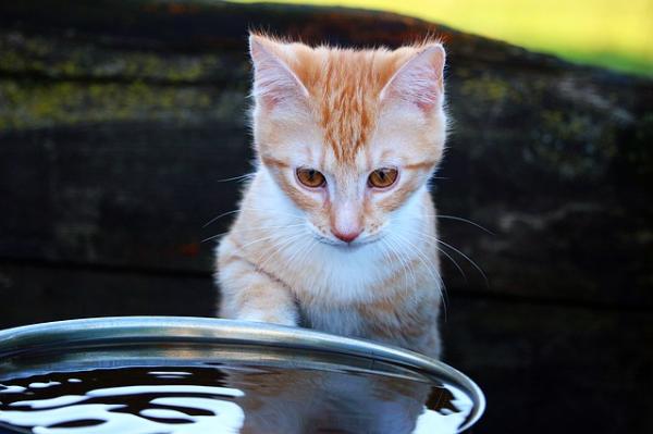 Miksi kissat vihaavat vettä?  - Miksi kissat pelkäävät vettä? 