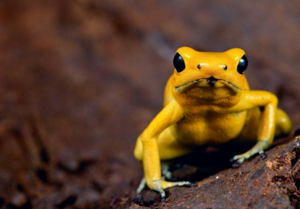 Amazonin eläimet - Luettelo nimillä ja valokuvilla - 5. Nuolikärpäiset sammakot (Dendrobatidae -perhe)