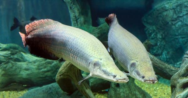 Amazonin eläimet - Luettelo nimillä ja valokuvilla - 6. Pirarucú (Arapaima gigas)