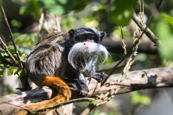 Amazonin eläimet - Luettelo nimillä ja valokuvilla - 2. Keisari tamariini (Saguinus imperator)