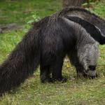 1634236176 283 Amazon Animals Luettelo nimilla ja valokuvilla