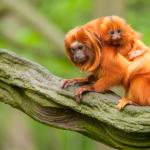 1634236176 36 Amazon Animals Luettelo nimilla ja valokuvilla