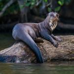 1634236176 377 Amazon Animals Luettelo nimilla ja valokuvilla