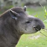 1634236176 576 Amazon Animals Luettelo nimilla ja valokuvilla