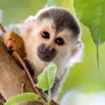 1634236176 673 Amazon Animals Luettelo nimilla ja valokuvilla