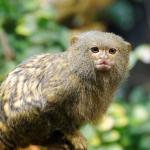1634236176 721 Amazon Animals Luettelo nimilla ja valokuvilla
