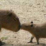 1634236176 774 Amazon Animals Luettelo nimilla ja valokuvilla