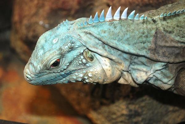 Siniset eläimet - 4. Sininen iguana