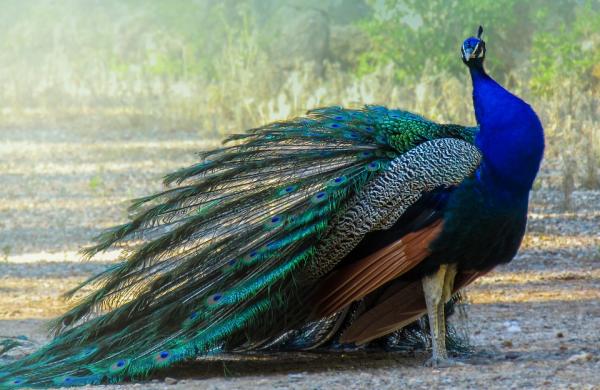 Blue Animals - 9. Peacock