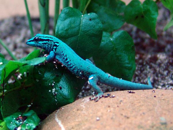 Blue Animals - 3. Tansanian Electric Blue Gecko
