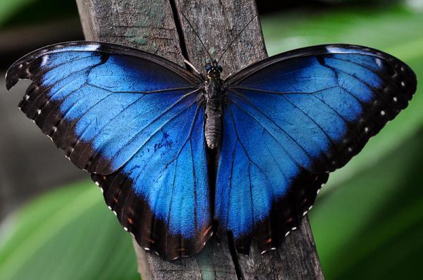 Blue Animals - 2. Sininen Morpho Butterfly