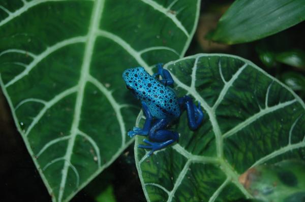 Blue Animals - 10. Sininen nuoli sammakko