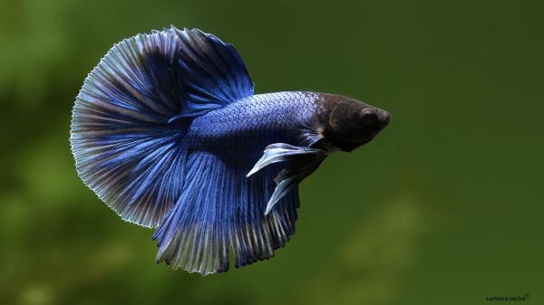 Siniset eläimet - 15. Betta Fish