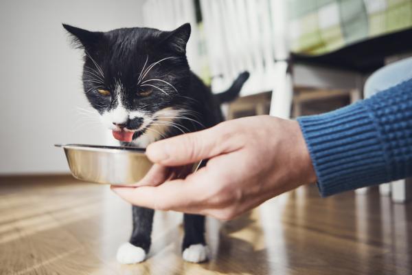 Valitsevatko kissat omistajansa?  - Kuinka kissat valitsevat kumppaninsa?