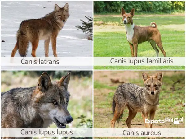 Koiran alkuperä - Onko koira peräisin susi?