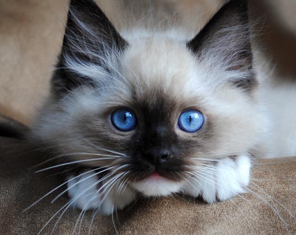 Maailman kymmenen suosituinta kissarotua - 7. Ragdoll: Sweet Ragdoll