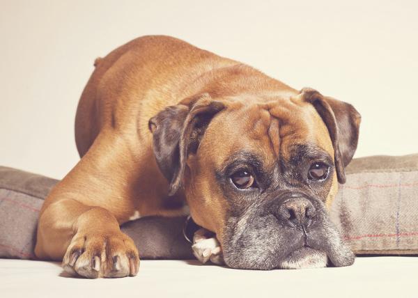 Onko nyrkkeilijä vaarallinen koira?  - Nyrkkeilyhousujen historia auttaa meitä tutustumaan sinuun