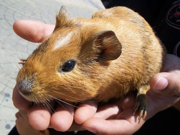 Kuinka kauan marsu elää - Marsu, pitkäikäinen eläin 