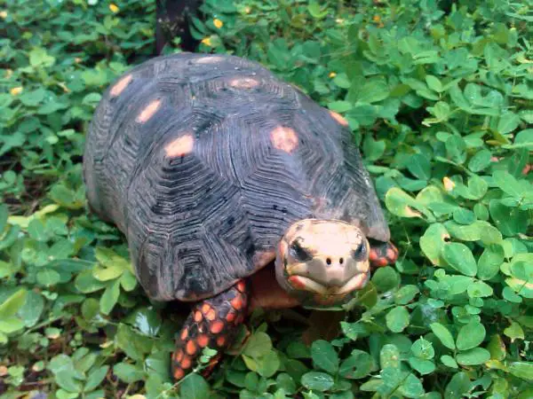 Kolumbian savannin eläimistö - Morrocoy -kilpikonna