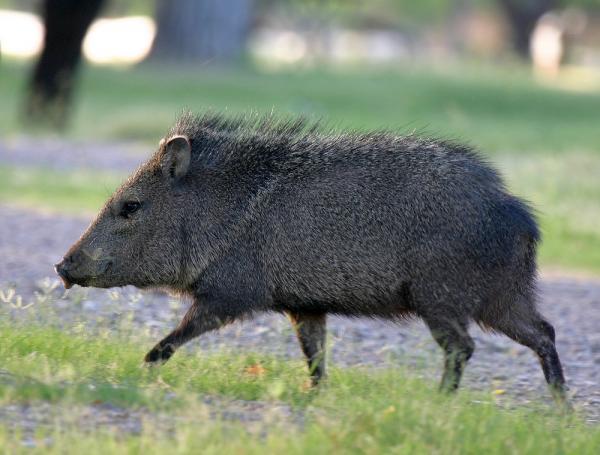 Kolumbian savannin eläimistö - Collared Pecari