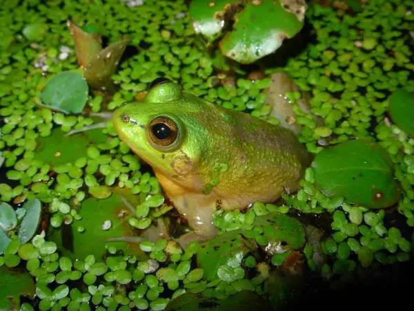 Kolumbian savannin eläimistö - Paradoksaalinen sammakko