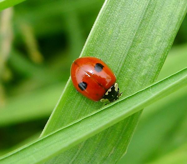 Leppäkerttujen tyypit - 2. Kaksipisteinen leppäkerttu (Adalia bipunctata)