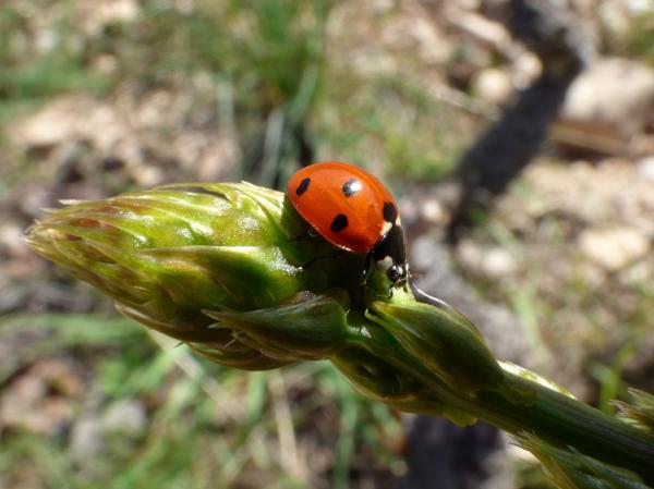 Leppäkerttujen tyypit - 1. Seitsemän täplän leppäkerttu (Coccinella septempunctata)