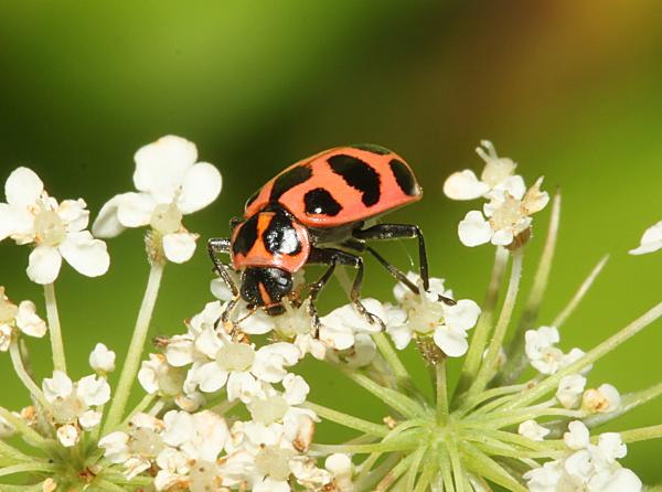 Leppäkerttujen tyypit - 5. Vaaleanpunainen leppäkerttu (Coleomegilla maculata) 