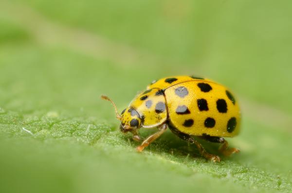 Leppäkerttujen tyypit - 3. Kaksikymmentäkaksi pisteen leppäkerttua (Psyllobora vigintiduopunctata)