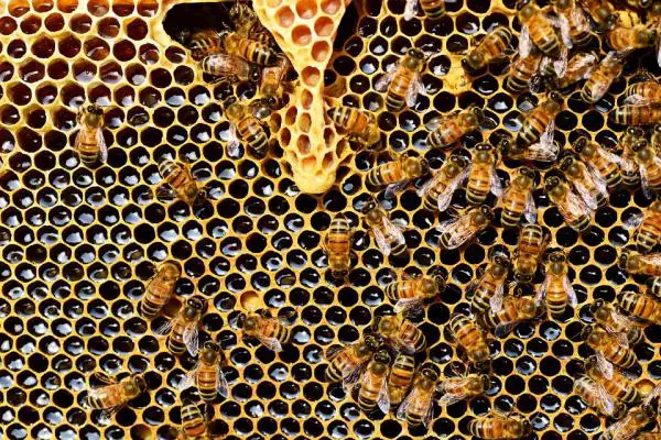 Mehiläisten merkitys - mitä mehiläiset tekevät?