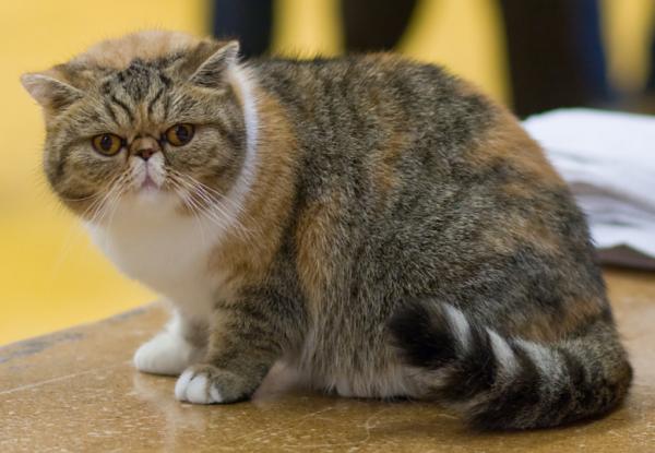 10 harvinaista kissaa maailmassa - eksoottinen lyhytkarva