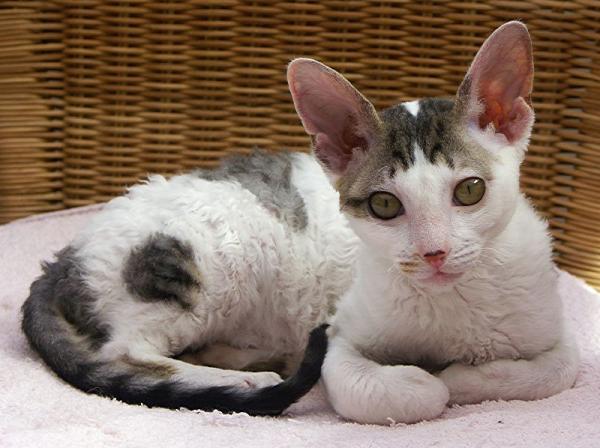 10 maailman harvinaisinta kissaa - Cornish Rex