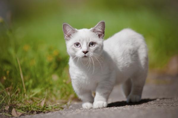 Maailman 10 oudoin kissa - Munchkin