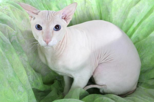 Maailman 10 harvinaisinta kissaa - Peterbald