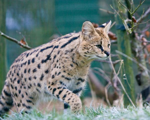 Top 10 harvinaista kissaa maailmassa - Savannah Cat