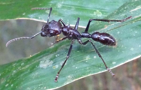 Muurahaistyypit - Ominaisuudet ja valokuvat - 1. Bullet ant