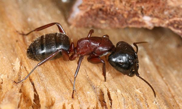Muurahaistyypit - Ominaisuudet ja valokuvat - 5. Carpenter ant