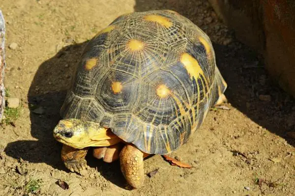 Veden ja maan kilpikonnien erot - Jalkojen mukauttaminen ympäristöön
