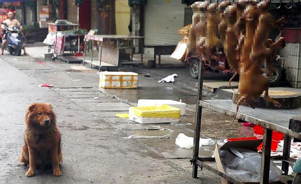 Yulin - Koiranlihafestivaali Kiinassa - Yulin -festivaalin historia