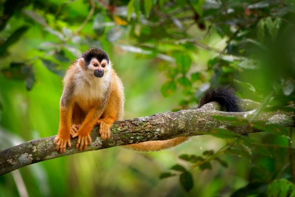 Maailman 10 pienintä kädellistä - Keski -Amerikan orava -apina