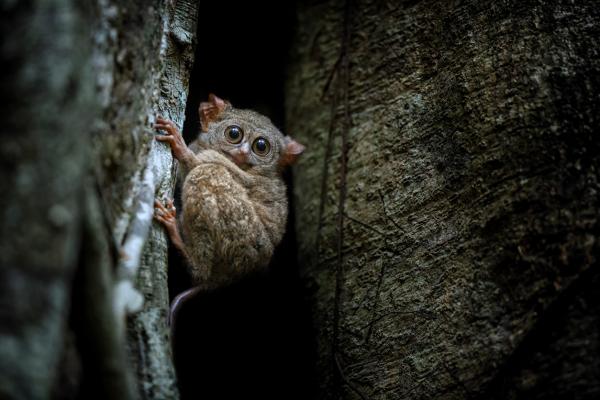 Maailman 10 pienintä kädellistä - Phantom tarsier 