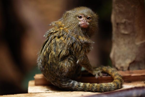 Maailman 10 pienintä kädellistä - Pygmy marmoset